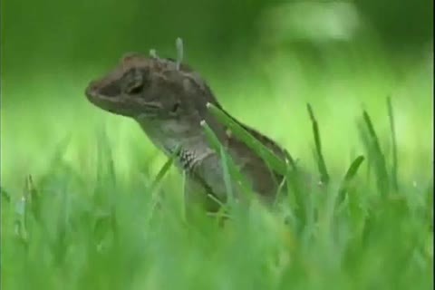 worthwhile black teens Having joy - Negros Se Divertindo